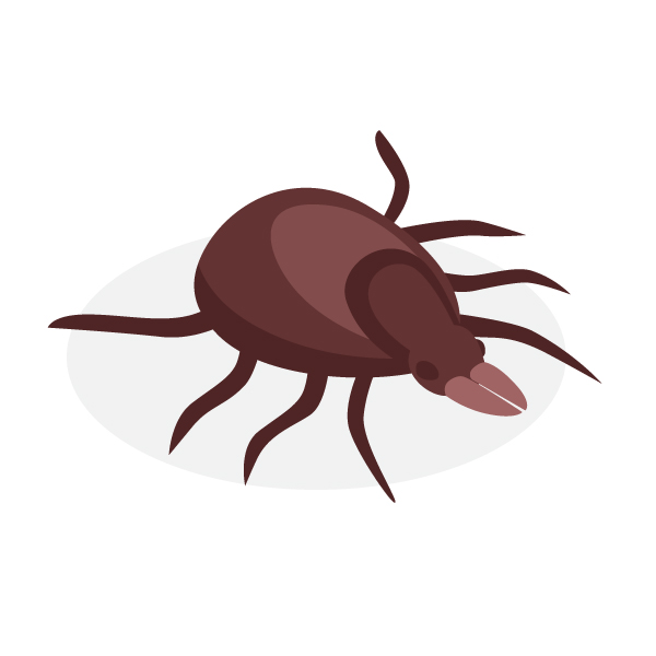 bedbug pest control wollongong page