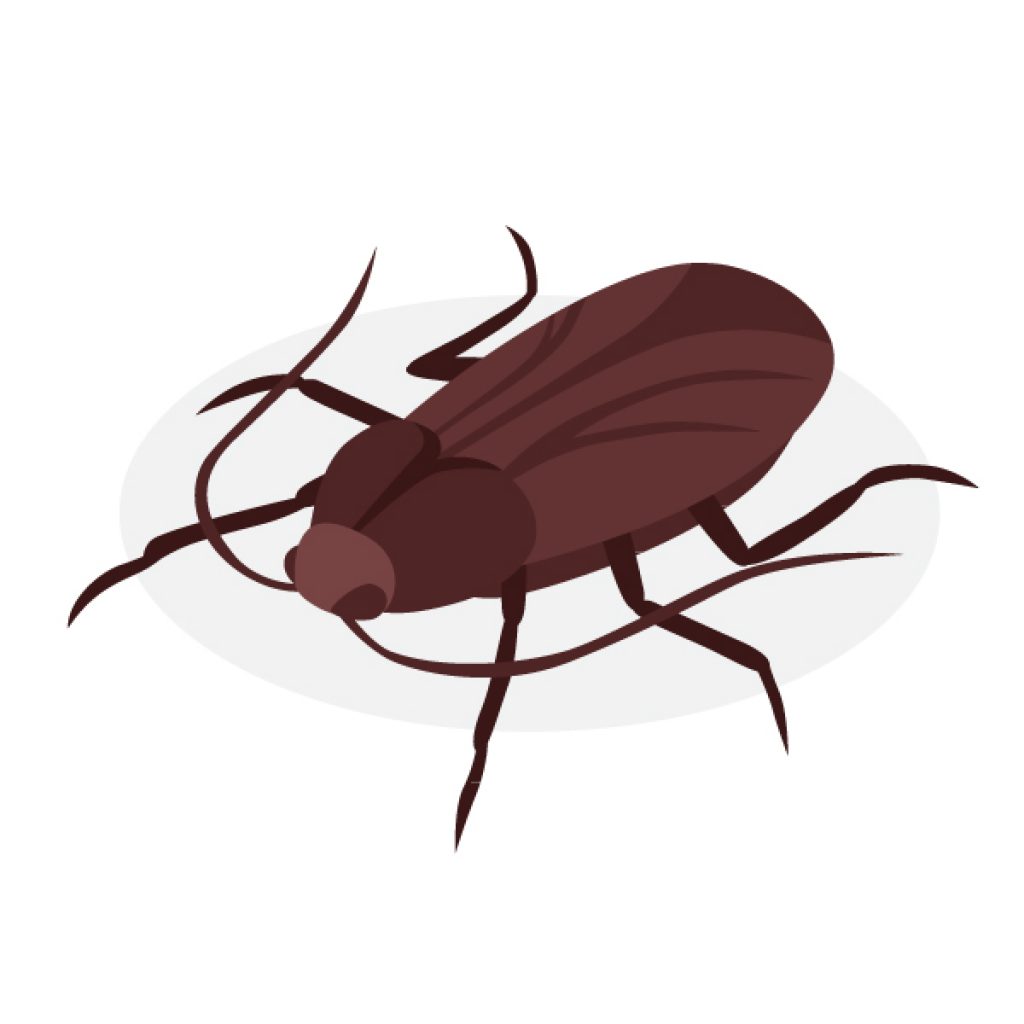 cockroach pest control wollongong page cockroach pest control wollongong page
